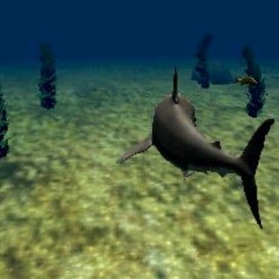 Great White