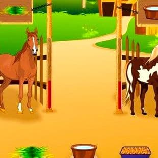 Horsecare Apprenticeship