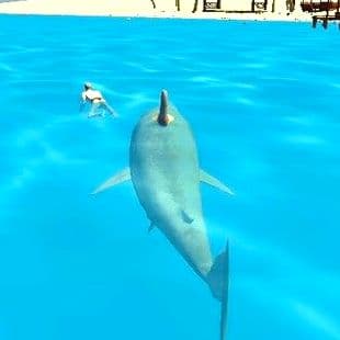 Shark Simulator Beach Killer