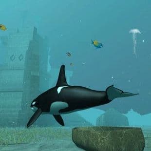 Killer Whale